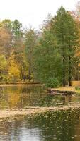 Tranquil fall forest park, autumn leaves cascade slowly from trees, floating down into river below. video