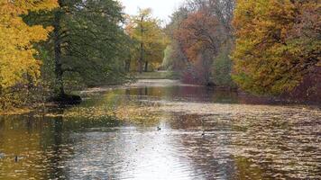 otoño hojas otoño deriva suavemente desde árboles, crear alfombra de amarillo en río superficie en bosque parque. video