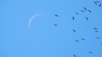 Shots of sky and birds. A flock of birds flies against a bright blue sky. A crescent moon is visible video