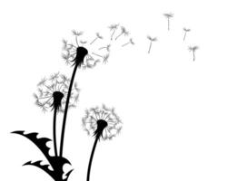 A flowers of a dandelions with flying seeds. vector