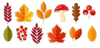 Hello autumn, autumn leaves, red berries and mushrooms flat, colored leaves isolated set, autumn elements vector