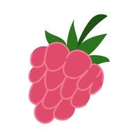 Raspberry Berry with Green Leaves vector