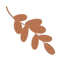 Branch of Dates with Ripe Fruits vector