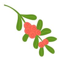 Branch of Cranberries with Green Leaves vector