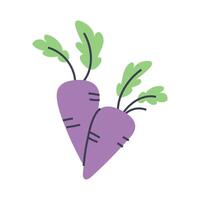 Fresh beets with green leaves. Garden plant. Flat graphic element for spring and summer designs. vector