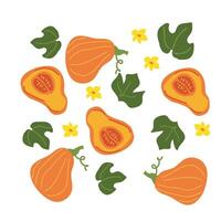 Colorful autumn butternut squash and leaves pattern design. vector