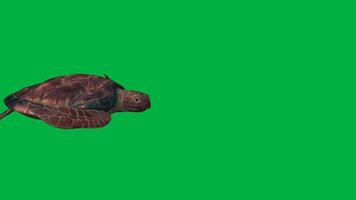 Tortoise swimming animation video