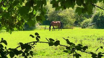 Countryside scene with a horse grazing in a sunlit green field, framed by tree branches, creating a natural and idyllic rural view video