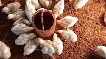 broiler chickens happily enjoying their feed in the poultry farm video