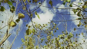 Autumn Leaves on Tree Branches Swaying in the Wind video