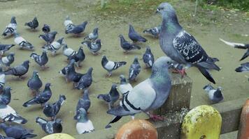 Pointing Bird Pigeons on Wooden Fence video