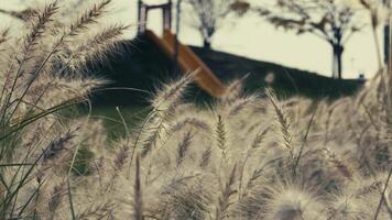 Dreamy Feather Reeds in a Romantic Sunset and Playground Behind video
