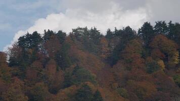 Pine Tree over the mountains with clouds and blue sky video