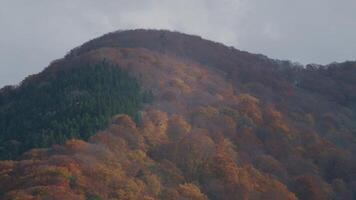 Pine Tree over the mountain with a slash of sunlight at sunset video