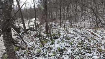 A serene winter scene features a riverbank with snowcovered trees along the waters edge, enhancing the tranquillity and beauty of the chilly winter environment, appealing to nature lovers video
