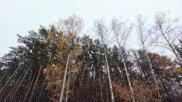 A serene forest scene on a cloudy day, with towering trees reaching skyward. The ground view highlights the majesty of bare branches against the overcast backdrop, evoking calm and contemplation video