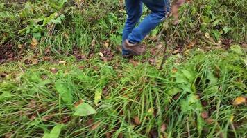 A peaceful shows a person walking through a lush field, surrounded by tall grass and vibrant leaves, capturing tranquility and a connection with nature in a moment of serene beauty video