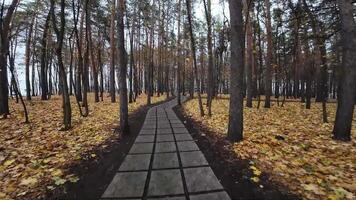 antenn antal fot ställer ut en lugn skog väg genom vibrerande lövverk, startande med visningar av de träd tak och en spår täckt i färgrik löv, inbjudande tittare till njut av naturer lugn video