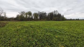 This tranquil features a vast grassy field with lush trees and a moody, cloudy sky, conveying calm and inviting viewers to immerse in the landscapes natural beauty. Perfect for relaxation video