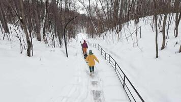 A group of friends hikes a snowy trail in a winter forest. Their colorful jackets contrast with the white snow, creating a perfect setting for outdoor fun and exploration video