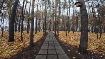 A tranquil forest journey, with towering trees and colorful leaves. Experience natures beauty from above, as the camera glides along the winding path, inviting exploration and offering peace video