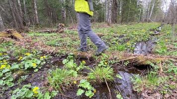 A hiker in gray pants and black hiking boots navigates across a small stream in a forest. The scene is abundant with green vegetation and blooming wildflowers, capturing the essence of spring. video