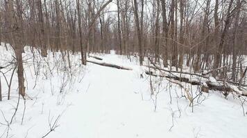 A snowcovered path winds through a tranquil forest. Bare trees stand majestically, and fallen logs enhance the serene winter landscape, inviting exploration and adventure video