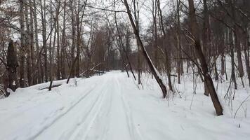 A winding path cuts through a snowy forest, highlighting the beauty of bare trees and a serene winter landscape that invites exploration and enjoyment of the peaceful surroundings video