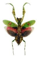 Creobroter gemmatus showcasing striking coloration and wing patterns in natural habitat photo