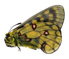 Beautiful yellow butterfly displaying vivid colors and intricate patterns captured in natural light photo