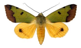 Ophiusa tirhaca moth displaying vibrant green and yellow wings in a detailed close-up, showcasing its unique coloration and patterns photo
