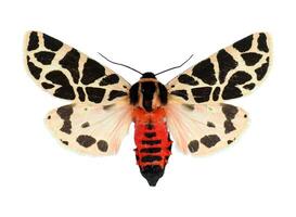 Cymbalophora pudica moth displaying distinctive patterns and vibrant colors against a white background photo
