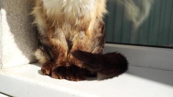 Cat sitting by sunny window displaying relaxed paws and fluffy tail movement in natural light. video