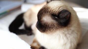 Siamese cats resting in sunlit room displaying relaxation and warmth. video