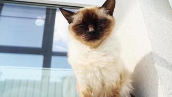 Curious siamese cat exploring sunlit balcony with panoramic window view. video
