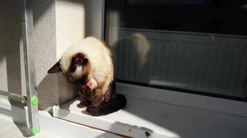 Siamese cat basking in sunlight on window sill featuring gentle movement and playful gestures. video