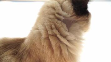 Closeup of fluffy cat neck with subtle movement and soft fur details in bright light. video
