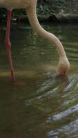 Vertical of flamingo bird live in nature, closeup of flamingo video