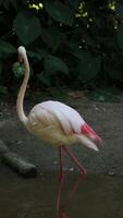 Vertical of flamingo bird live in nature video
