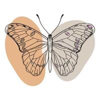 A butterfly is shown in a drawing on a white background vector