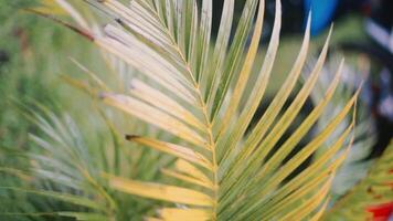 Yellowish palm tree leaves swaying gently in the breeze, showcasing the natural transition of foliage colors video