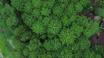 A lush forest captured by a drone, showcasing a cinematic upward shot of towering trees and dense greenery. video