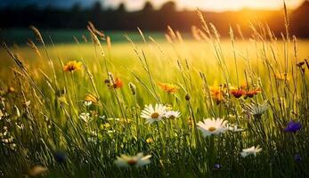 Various Flower in the Meadow video