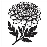 zinnia flower silhouette illustration on a white background vector