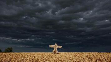 Scarecrow Standing in Wheat Field Under Dramatic Storm Clouds Footage video