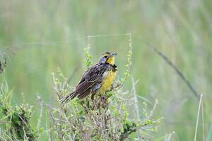 A yellow and black bird sitting on top of a plant photo