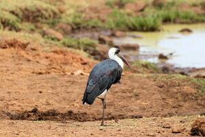 A bird standing on the ground near a pond photo