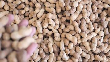 top view of Several peanuts in a basket. video