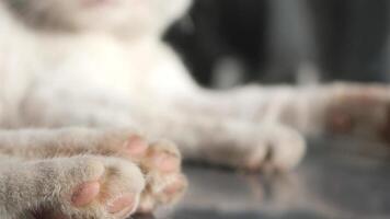 Cute photos of a cats paw show its features and textures from different angles video