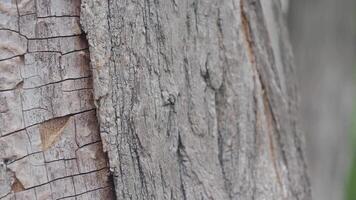Tree bark with vibrant lichen is beautifully depicted in a serene park inviting exploration video